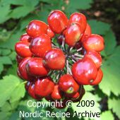 Red baneberry (Actaea rubra) Red baneberry (Actaea rubra)