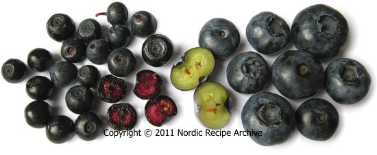Finnish wild bilberries and cultivated blueberries