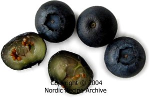 Blueberries