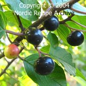 Alder buckthorn (Rhamnus frangula) Alder buckthorn (Rhamnus frangula)