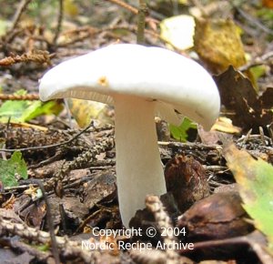 Destroying angel