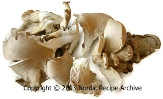 Cultivated Oyster mushrooms
