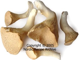 Cultivated King oyster mushrooms