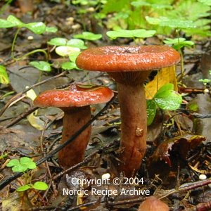 Rufous milkcaps