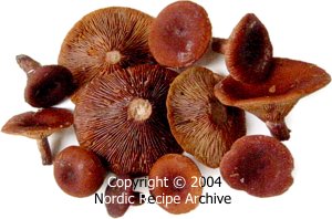 Rufous milkcaps