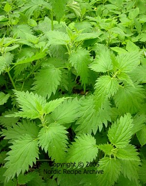 Young nettle shoots