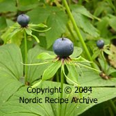 Herb Paris (Paris quadrifolia) Herb Paris (Paris quadrifolia)