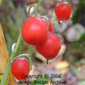 Lily of the valley (Convallaria majalis) Lily of the valley (Convallaria majalis)