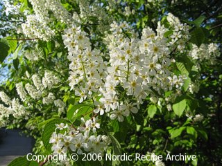Flowering bird cherry branches