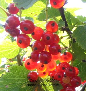 Red currants