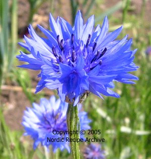 Cornflower