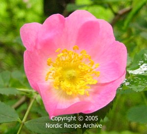 Summer rose