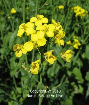 Turnip rape flowers