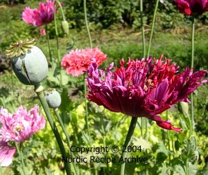 Poppies