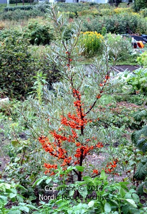 Sea-buckthorn shrub