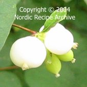 Snowberry (Symphoricarpos albus) Snowberry (Symphoricarpos albus)