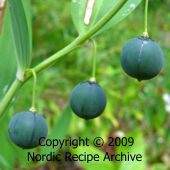 Solomon\'s seal (Polygonatum odoratum) Solomon\'s seal (Polygonatum odoratum)