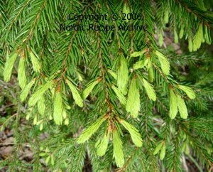 Spruce shoots