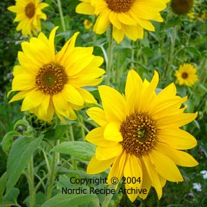 Sunflowers