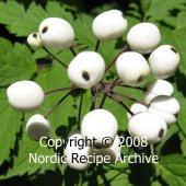 White baneberry (Actaea pachypoda) White baneberry (Actaea pachypoda)