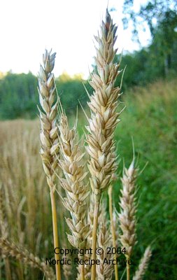 Ears of wheat