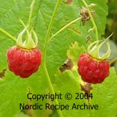 Wild raspberries Wild raspberries