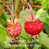 Wild strawberries Wild strawberries